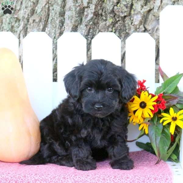 Tonya, Toy Poodle Mix Puppy