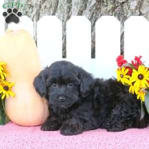 Tonya, Toy Poodle Mix Puppy