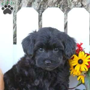 Tonya, Toy Poodle Mix Puppy