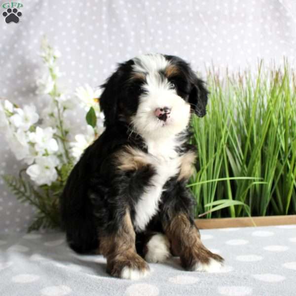 Tonya, Mini Bernedoodle Puppy