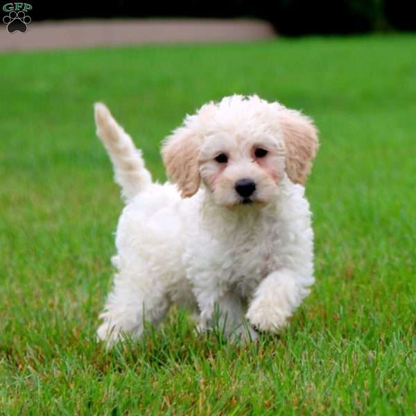 Tonya, Mini Labradoodle Puppy