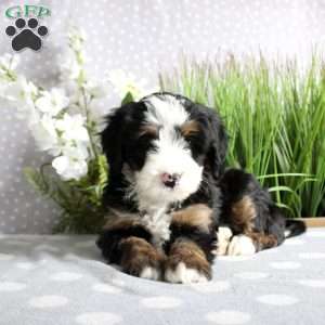 Tonya, Mini Bernedoodle Puppy