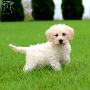 Tonya, Mini Labradoodle Puppy