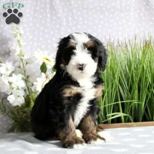 Tonya, Mini Bernedoodle Puppy