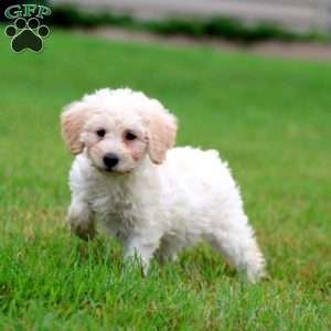 Tonya, Mini Labradoodle Puppy