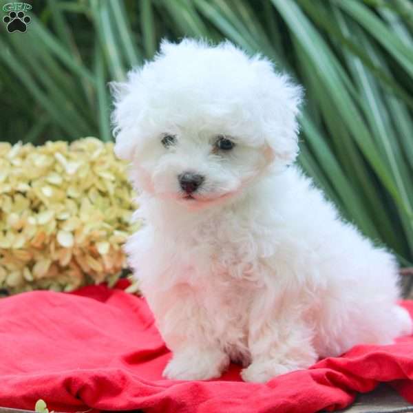 Tootsie, Bichon Frise Puppy