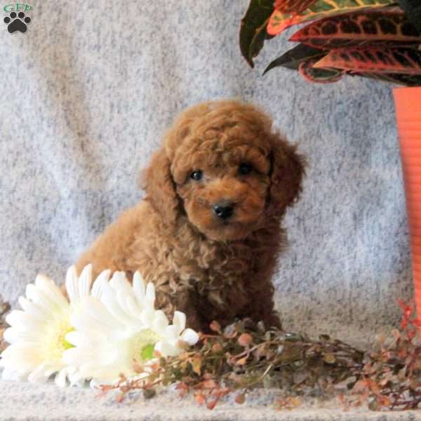 Tootsie, Miniature Poodle Puppy