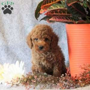 Tootsie, Miniature Poodle Puppy