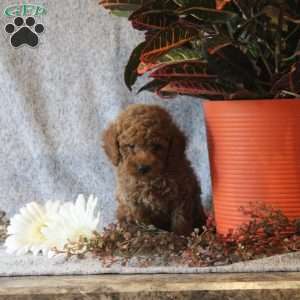 Tootsie, Miniature Poodle Puppy