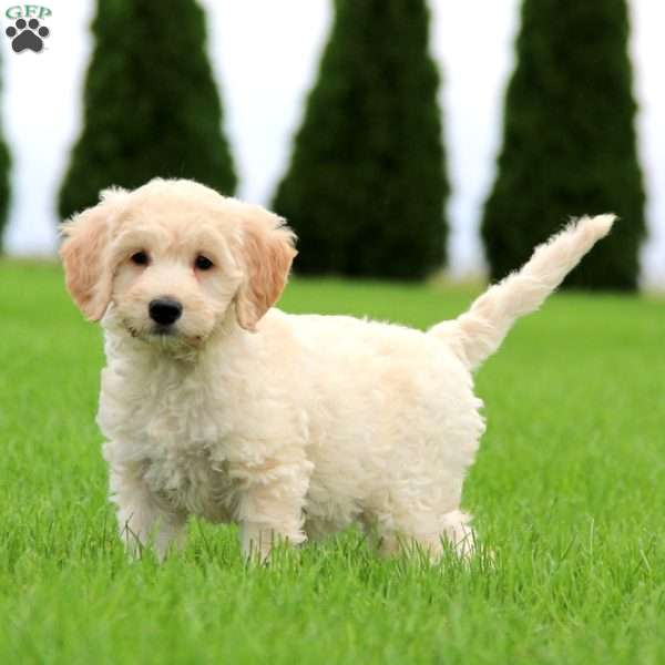 Tootsie, Mini Labradoodle Puppy