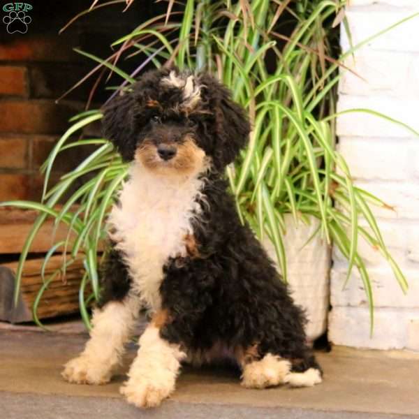 Tootsie, Mini Bernedoodle Puppy