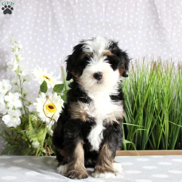 Tori, Mini Bernedoodle Puppy