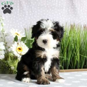 Tori, Mini Bernedoodle Puppy