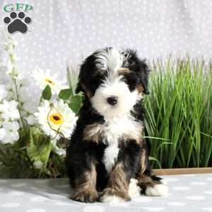 Tori, Mini Bernedoodle Puppy