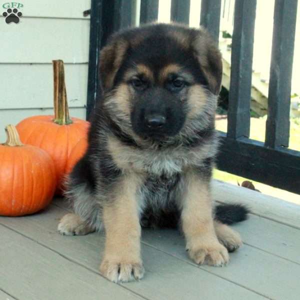 Trent, German Shepherd Puppy