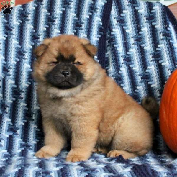 Trevor, Chow Chow Puppy