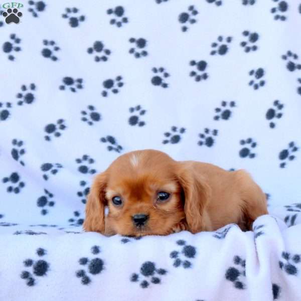 Trevor, Cavalier King Charles Spaniel Puppy