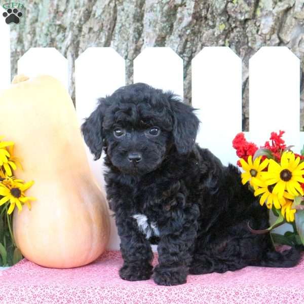 Trianna, Toy Poodle Mix Puppy