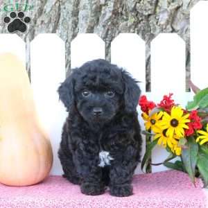 Trianna, Toy Poodle Mix Puppy