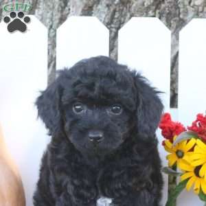 Trianna, Toy Poodle Mix Puppy