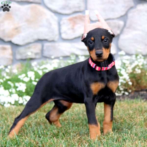 Trish, Doberman Pinscher Puppy