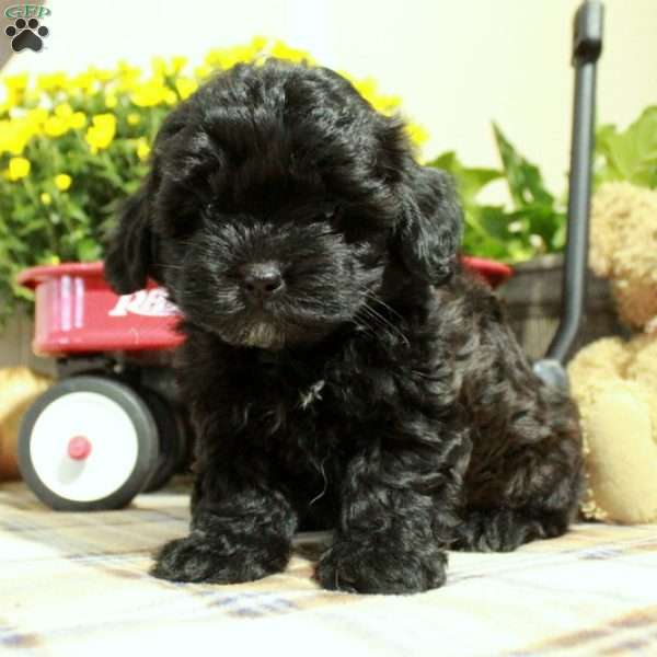 Trisha, Shih-Poo Puppy