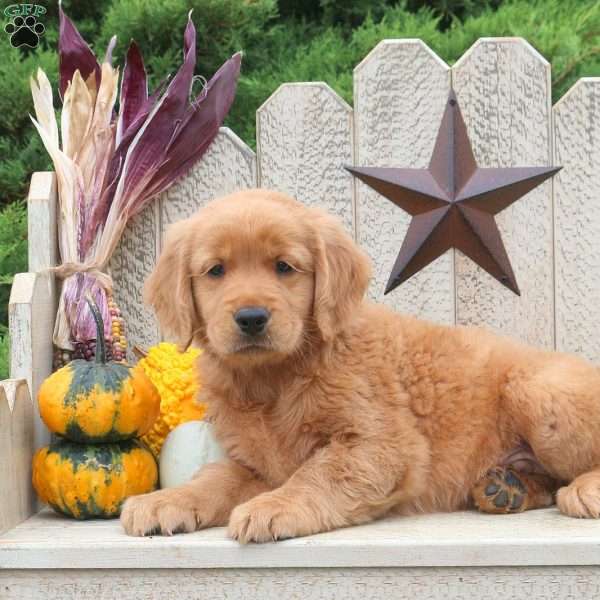 Tristan, Golden Retriever Puppy