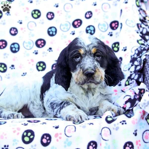 Trixie, English Springer Spaniel Puppy