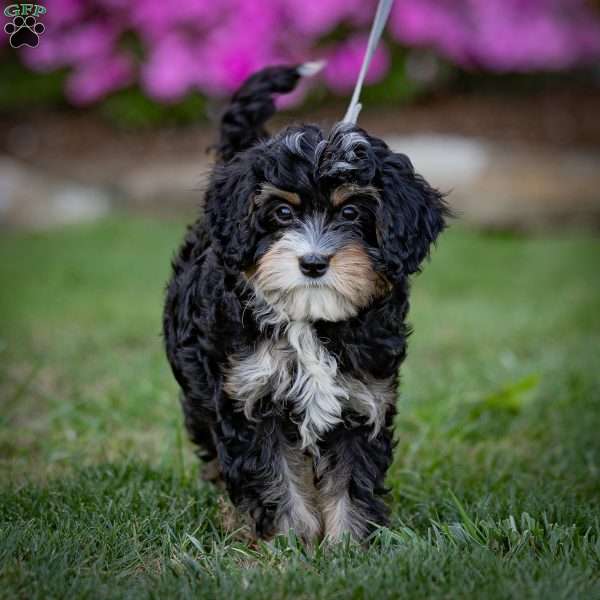 Tubbs, Cavapoo Puppy