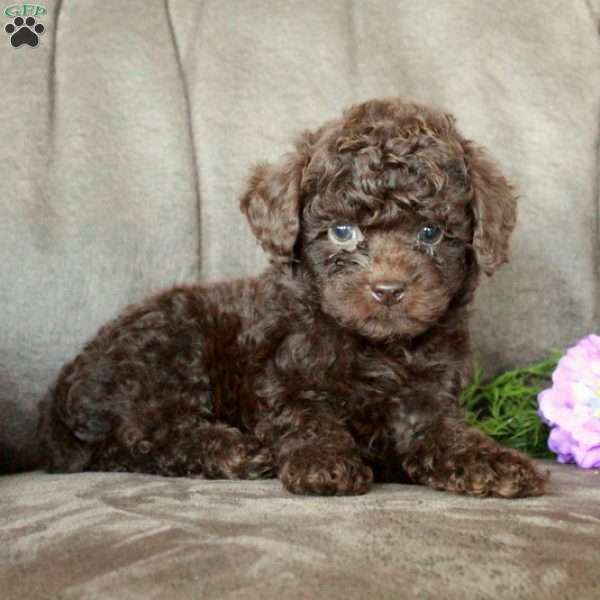 Tucker, Toy Poodle Puppy