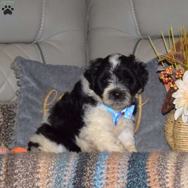 Tucker, Portuguese Water Dog Puppy