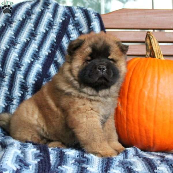 Tucker, Chow Chow Puppy