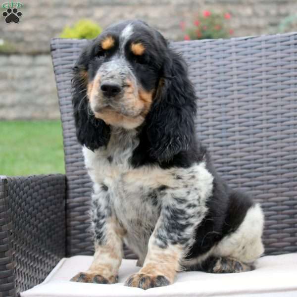 Tucker, English Springer Spaniel Puppy