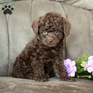 Tucker, Toy Poodle Puppy