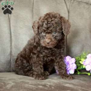 Tucker, Toy Poodle Puppy