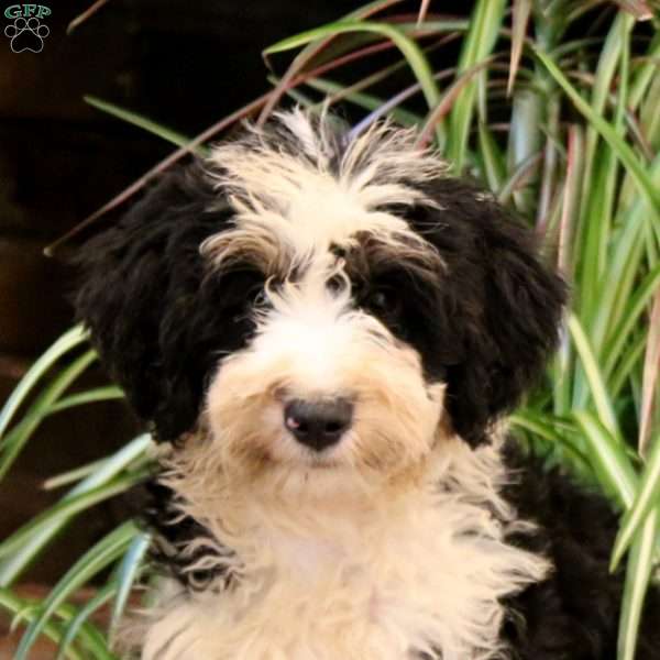 Tucker, Mini Bernedoodle Puppy