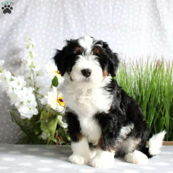 Tucker, Mini Bernedoodle Puppy