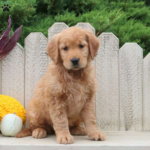 Tulip, Golden Retriever Puppy