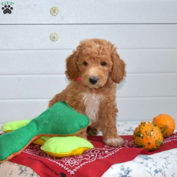 Tulip, Mini Goldendoodle Puppy