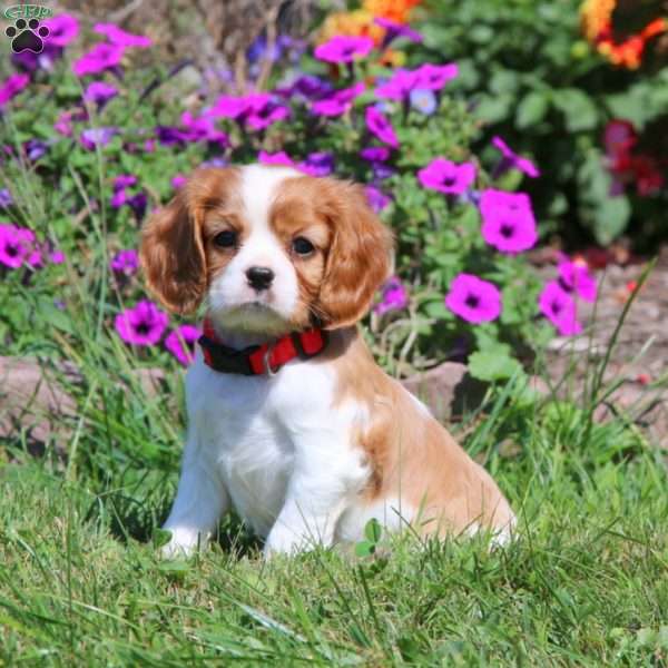 Tulip, Cavalier King Charles Spaniel Puppy