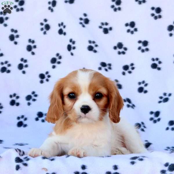 Twilight, Cavalier King Charles Spaniel Puppy