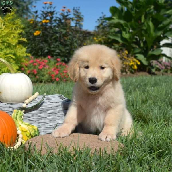 Twirl, Golden Retriever Puppy