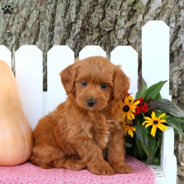 Tylan, Toy Poodle Mix Puppy