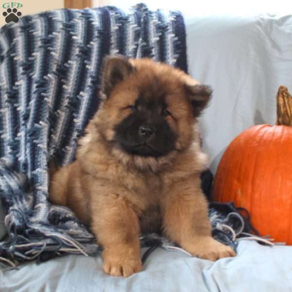 Tyler, Chow Chow Puppy