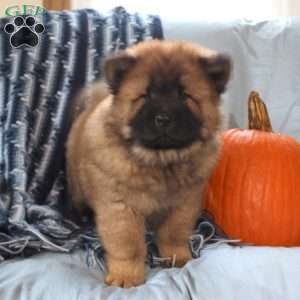 Tyler, Chow Chow Puppy