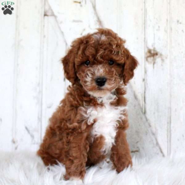 Vander, Miniature Poodle Puppy