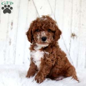 Vander, Miniature Poodle Puppy