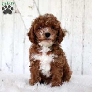 Vander, Miniature Poodle Puppy