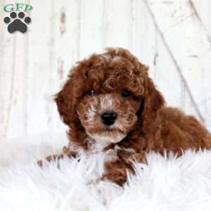 Vander, Miniature Poodle Puppy