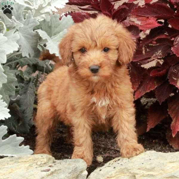 Vann, Mini Goldendoodle Puppy